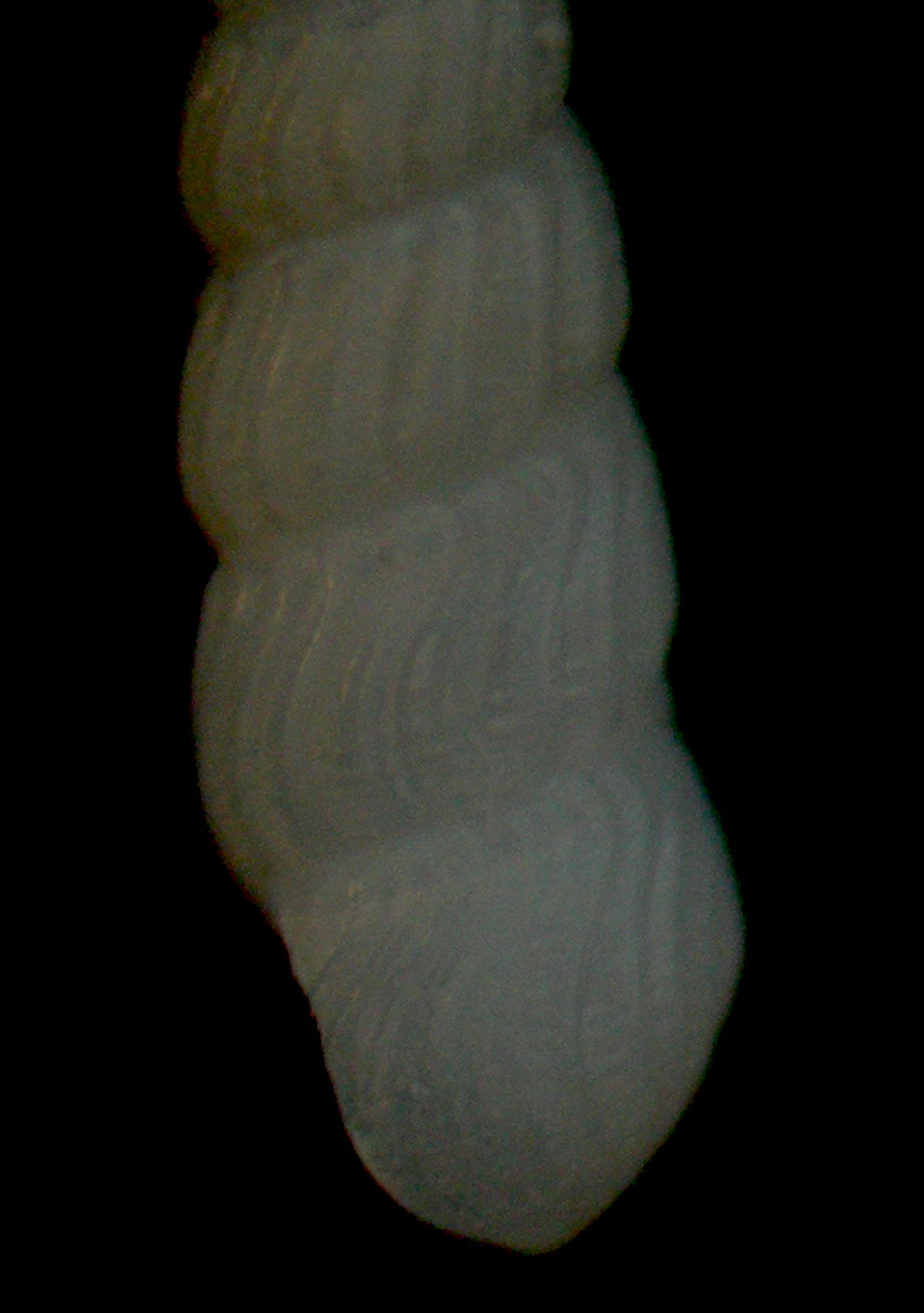 Chrysallida sigmoidea
